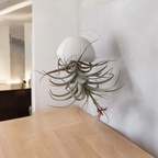 Concha para Tillandsia