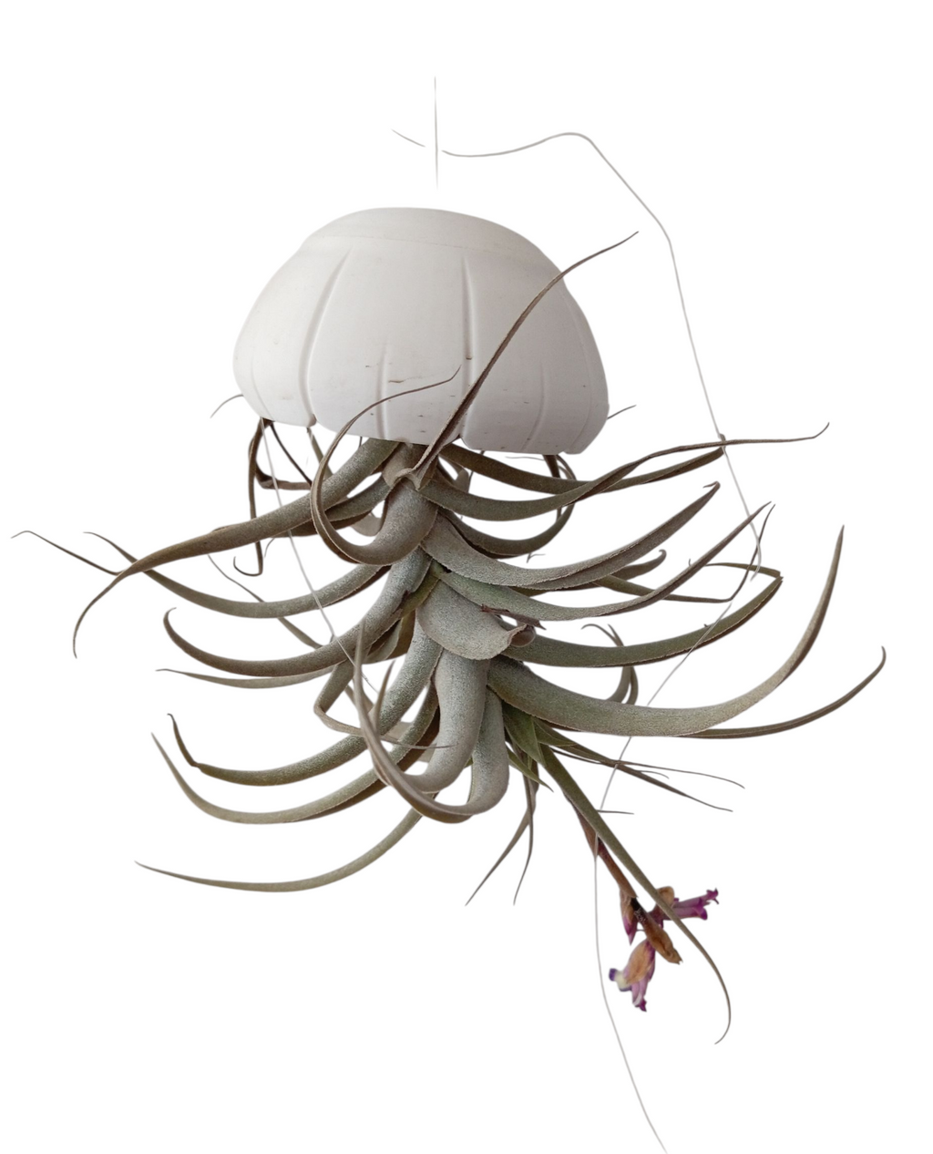 Concha para Tillandsia