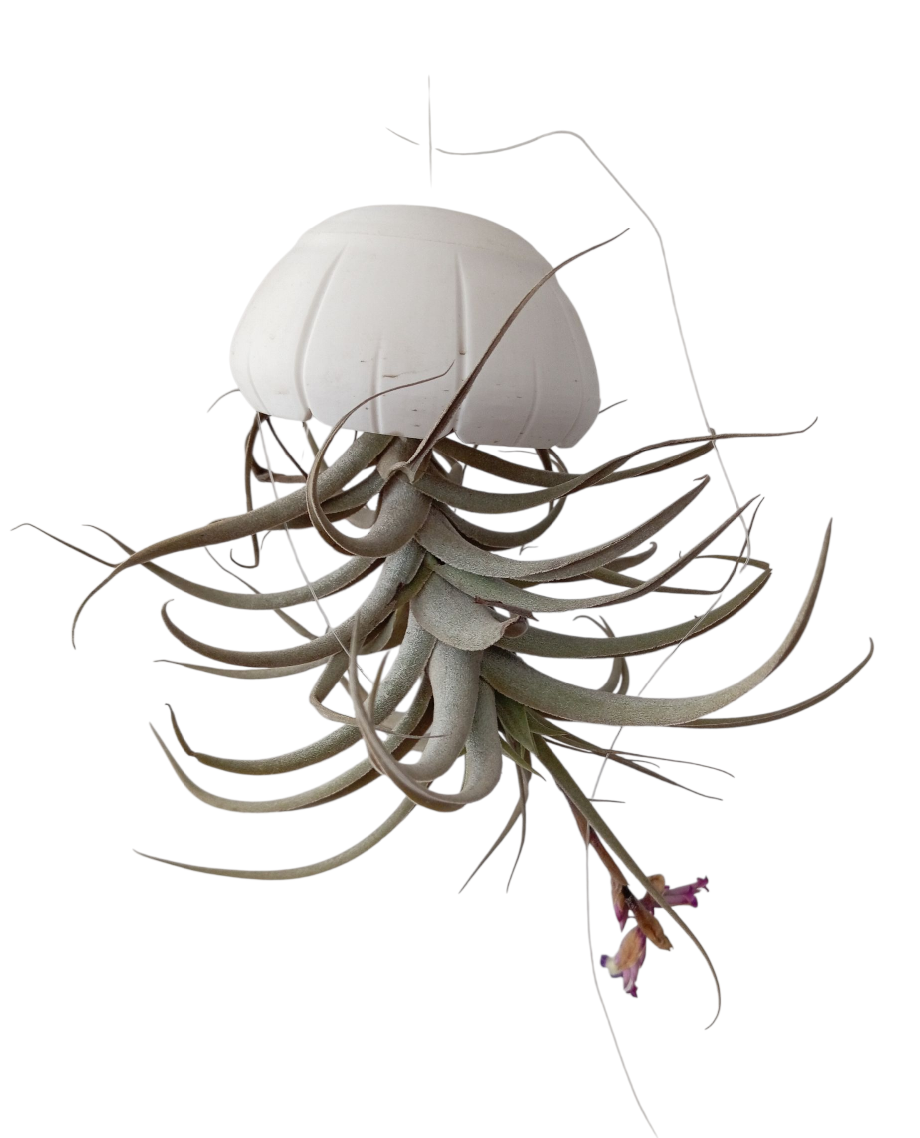 Concha para Tillandsia